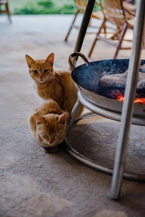 Dinh Gia Trang - Homestay & Coffee The Ruong Dış mekan fotoğraf